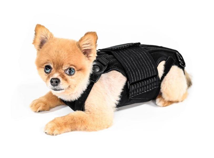 Chihuahua in hot sale heat pain