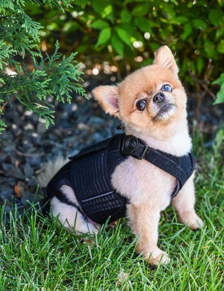 Haute L'il Back Bracer - Animal Ortho Care