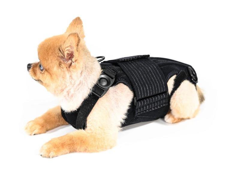 Haute L'il Back Bracer - Animal Ortho Care