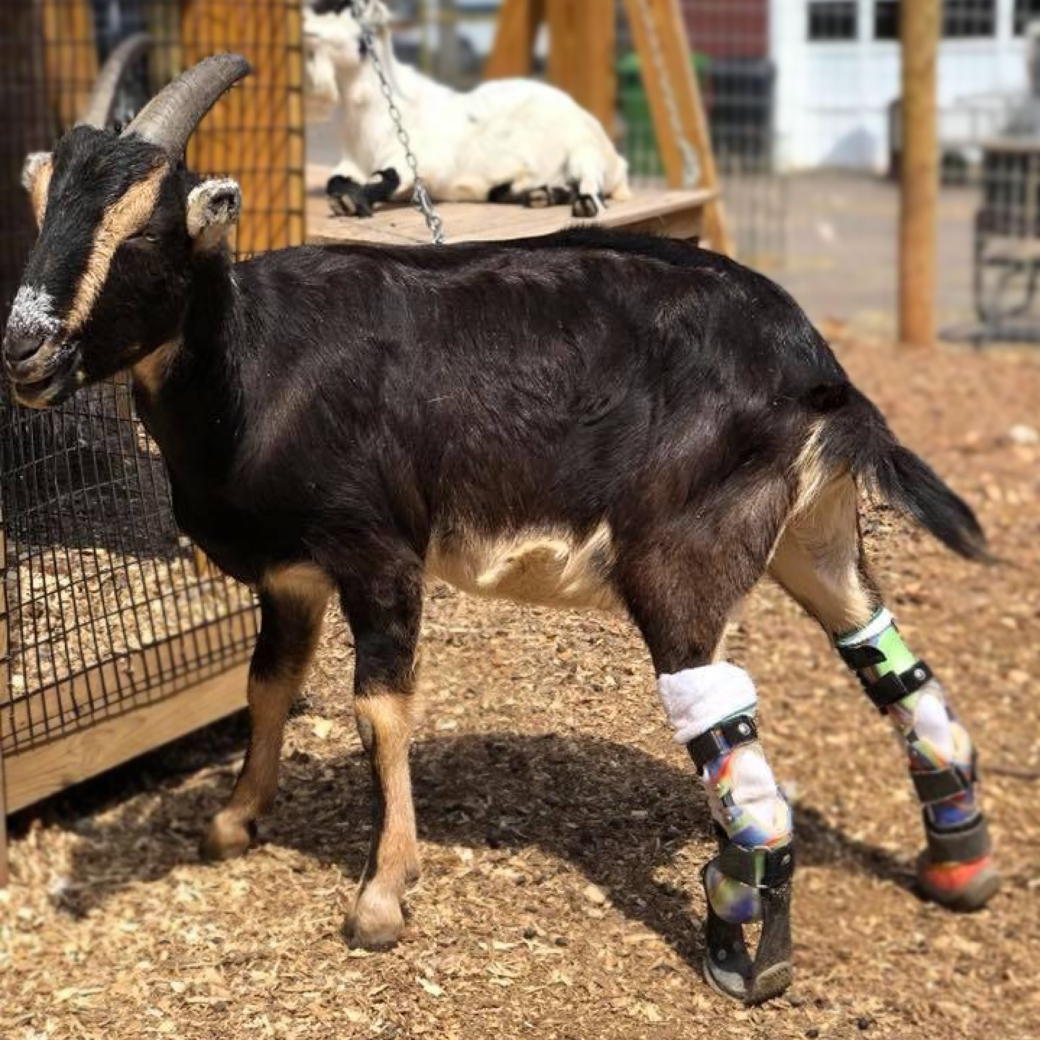 Prostetic Rabbit Leg Prosthetics - Animal Ortho Care