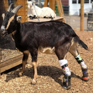 Farm Animal Custom Partial Leg Prosthetic - Animal Ortho Care