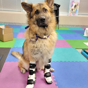 German Shepherd with wrist injuries, dog wrist injury rehabilitation, custom dog wrist braces
