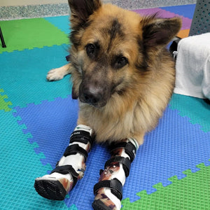 German Shepherd with severe wrist injury, dog post operative wrist support, bilateral custom dog wrist braces