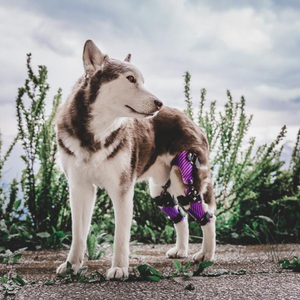Husky with torn ACL dog, Bilateral custom dog knee braces for CCL tear, Double dog knee braces