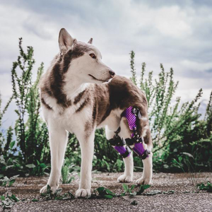 Husky with torn ACL dog, Bilateral custom dog knee braces for CCL tear - Animal Ortho Care