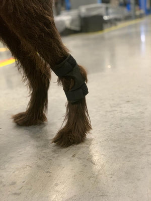 Performance Brace Hock Support Strap - Animal Ortho Care