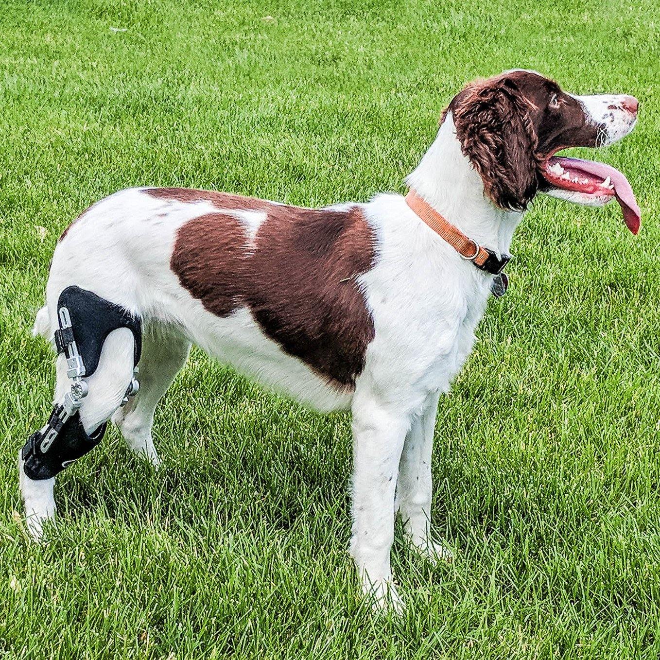 Dog Knee Brace for Torn ACL Hind Leg, Rear Leg Cruciate Ligament