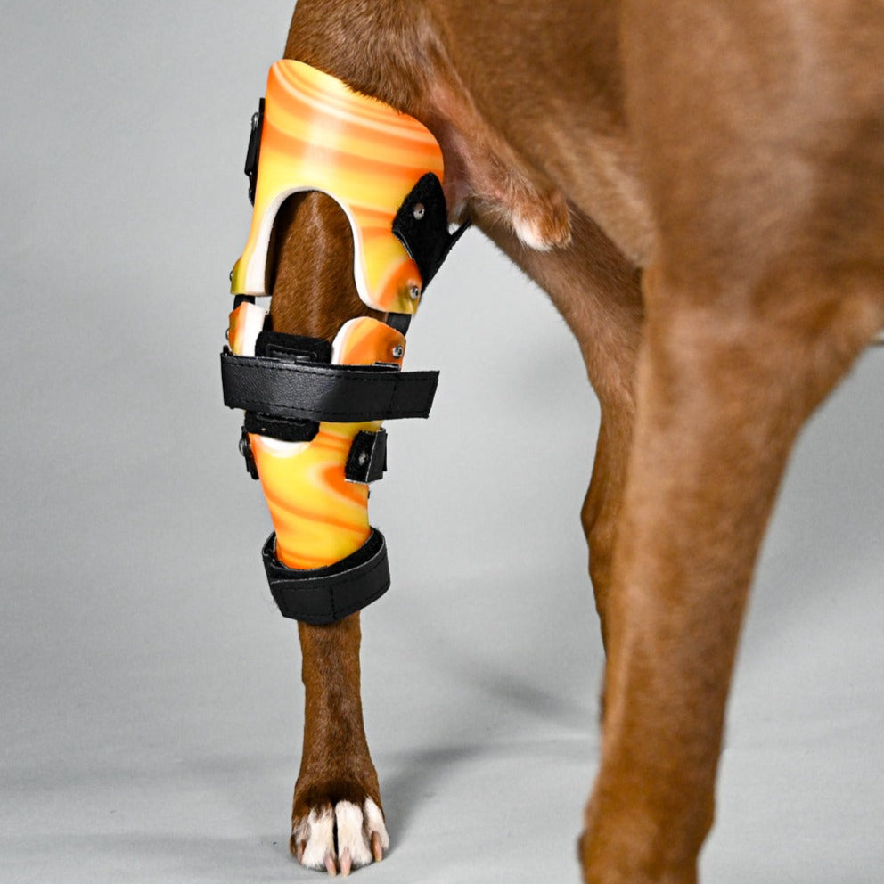 Bilateral Custom Dog Knee Braces  CCL/ACL Stifle Rear Leg Dog Braces -  Animal Ortho Care