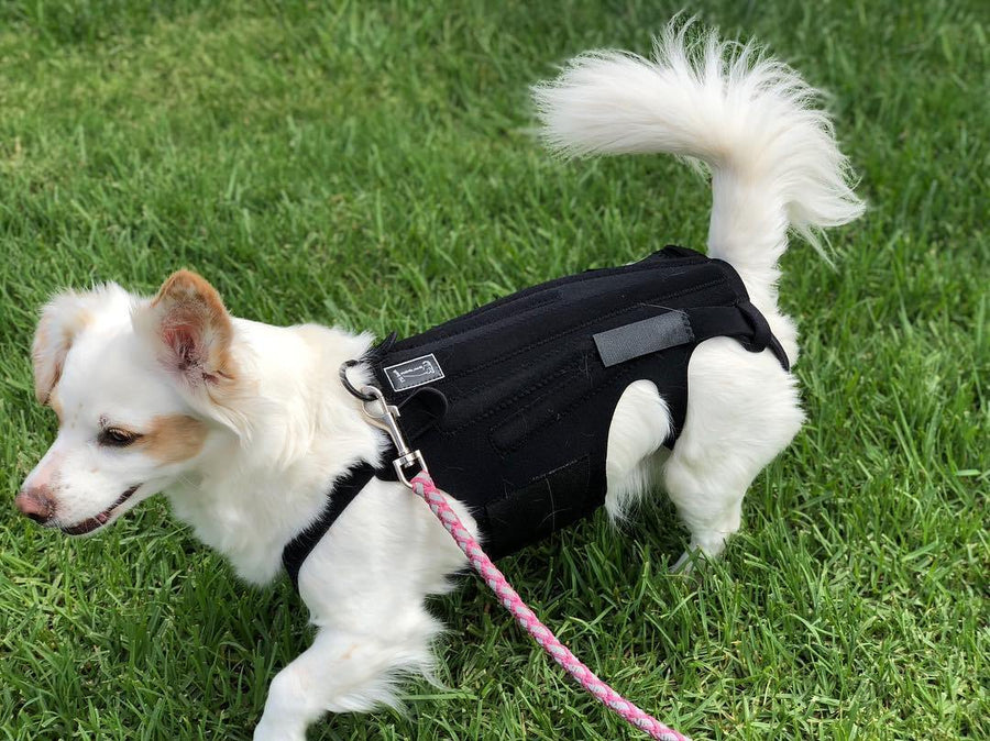 L'il Back Bracer Dog Back Brace - Custom - Animal Ortho Care