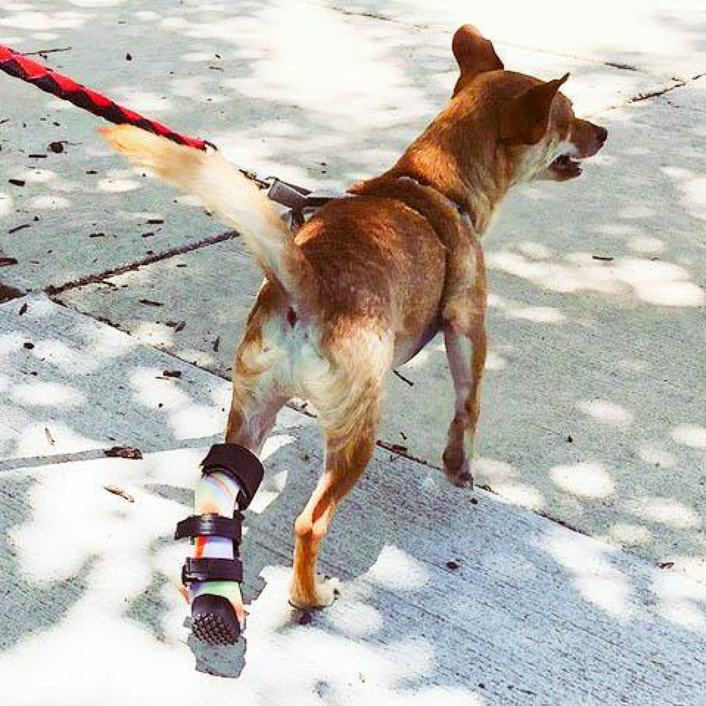 Custom Hock (Ankle) Brace | Dog Tarsal - Rear Leg Brace - Animal Ortho Care
