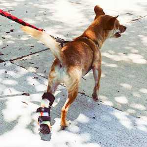Lab Mix with ankle injury, Dog hock support for hock injury, dog walking with ankle injury, custom dog hock brace