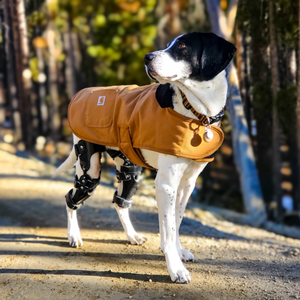 Labrador with two CCL tears, Conservative treatment for CCL tear, Custom dog knee braces - Animal Ortho Care