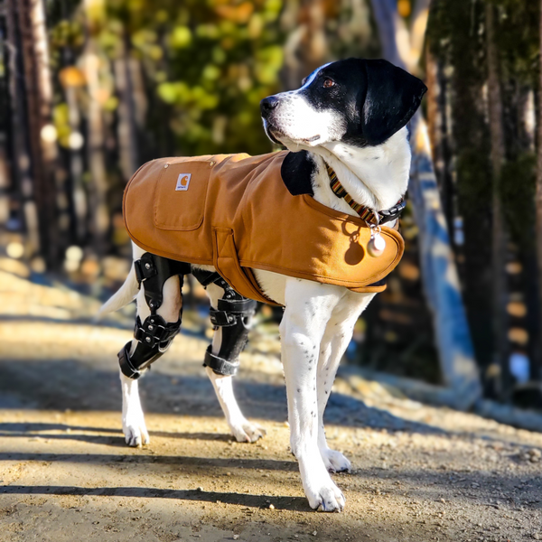 Bracing Animal Ortho Care bracing-animal-ortho-care
