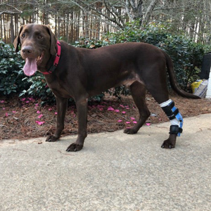 Labrador with ankle injury, dog hock instability, dog post surgical ankle recovery, custom dog hock brace