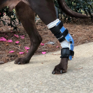 Blue custom dog hock brace, dog achilles tendon tear, dog hock instability, dog ankle injury treatment