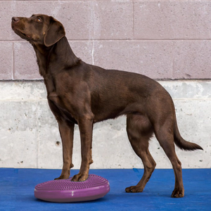 Labrador with front paws on Razzleberry FitPAWS Balance Disc, sensory nubs for neural feedback dog rehab