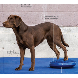 Labrador with back legs on blue FitPAWS Balance Disc, Dog hind leg strengthening exercises