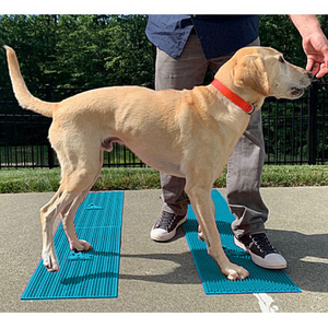 Labrador sensory training, FitPAWS Flexiness Sensimat, Dog paw placement exercises