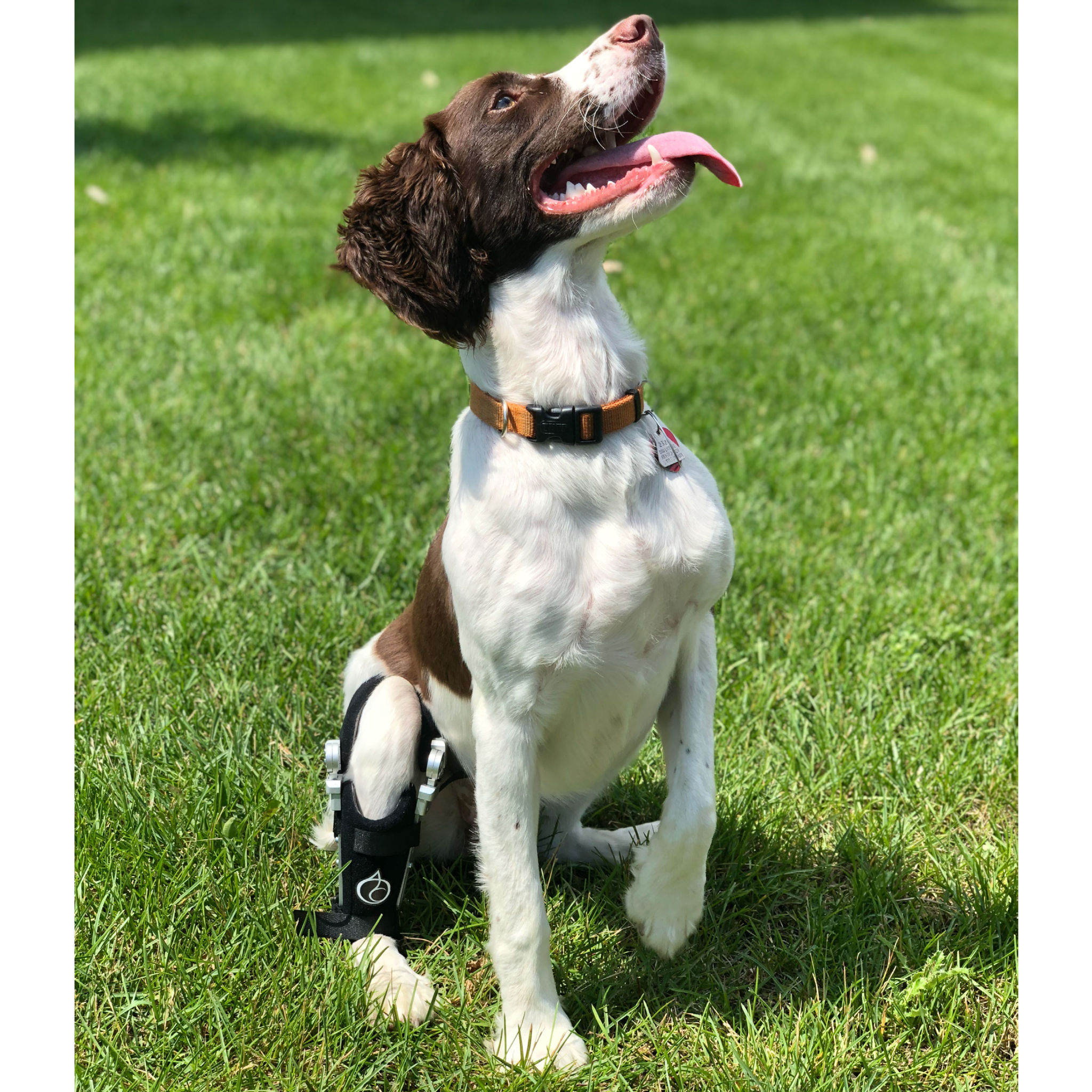 Dog rear shop leg acl brace