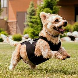 L'il Back Bracer Dog Back Brace - Animal Ortho Care