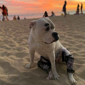 Bulldog sitting at the beach in bilateral custom dog knee braces, support for torn ACL in dogs, active dog with CCL tears