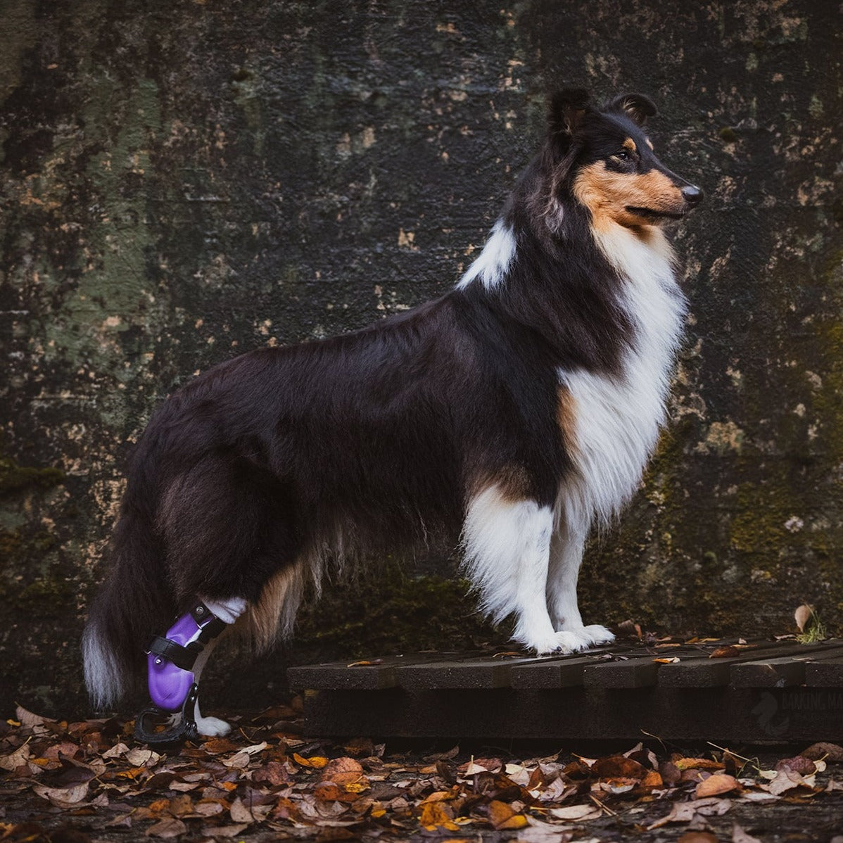 Animal Ortho Care_Partial Limb Prosthetic_Maggie