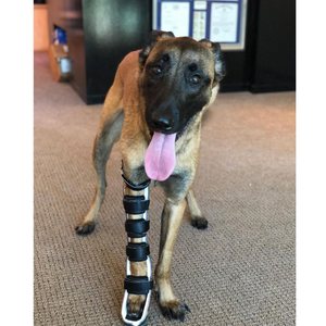Malinois with front leg injury, Active dog with leg injury treatment options, Custom dog elbow wrist brace - Animal Ortho Care