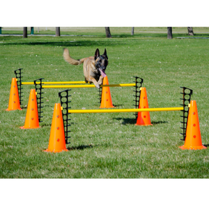 Malinois jumping over FitPAWS Hurdle Set, Dog Fitness equipment, dog exercise tools