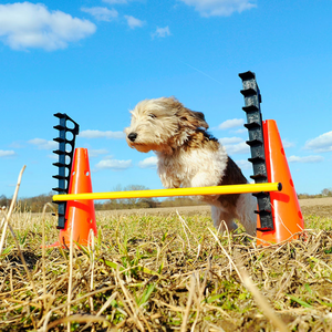 Maltipoo jumping over FitPAWS Hurdle Set, Dog hurdle poles, Dog jumping training, Dog fitness equipment