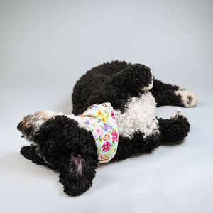 Barque & Bau - Sweet Bee Bandana - Animal Ortho Care