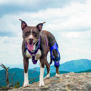 Adventurous dog hiking with dog knee brace, dog hiking with CCL tear, happy dog with knee brace outside
