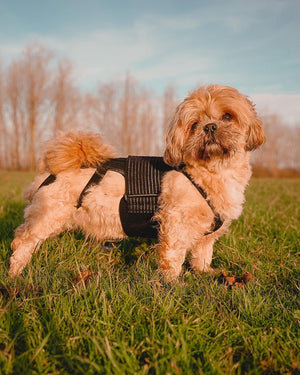 Haute L'il Back Bracer - Animal Ortho Care