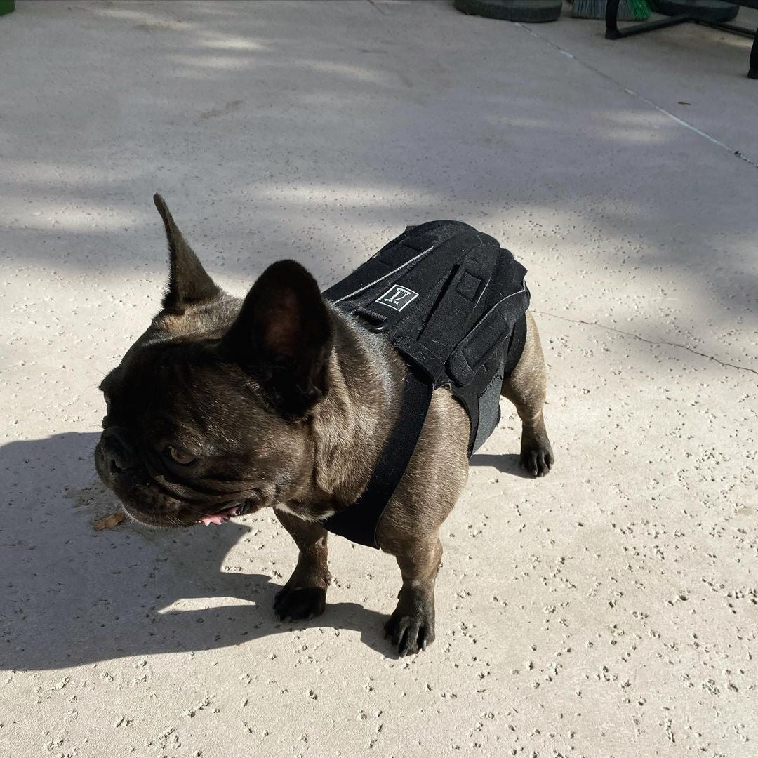  Dog Back Brace for IVDD, Back Brace Comfortable Full Body Harness  Dog Clothing Dog Back Protector M : Pet Supplies