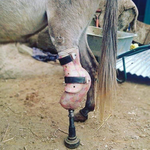 Partial Horse Prosthetic | Animal Ortho Care