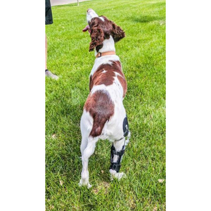 Performance Dog Knee Brace | CCL-ACL Stifle | Dog Rear Leg Brace - Animal Ortho Care