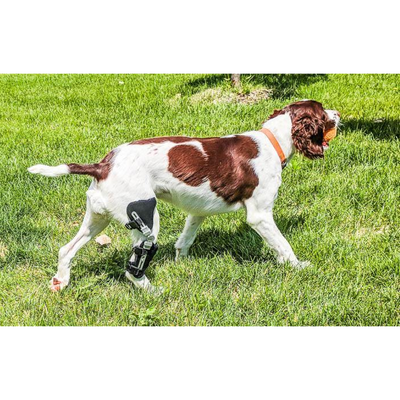 Performance dog knee deals brace