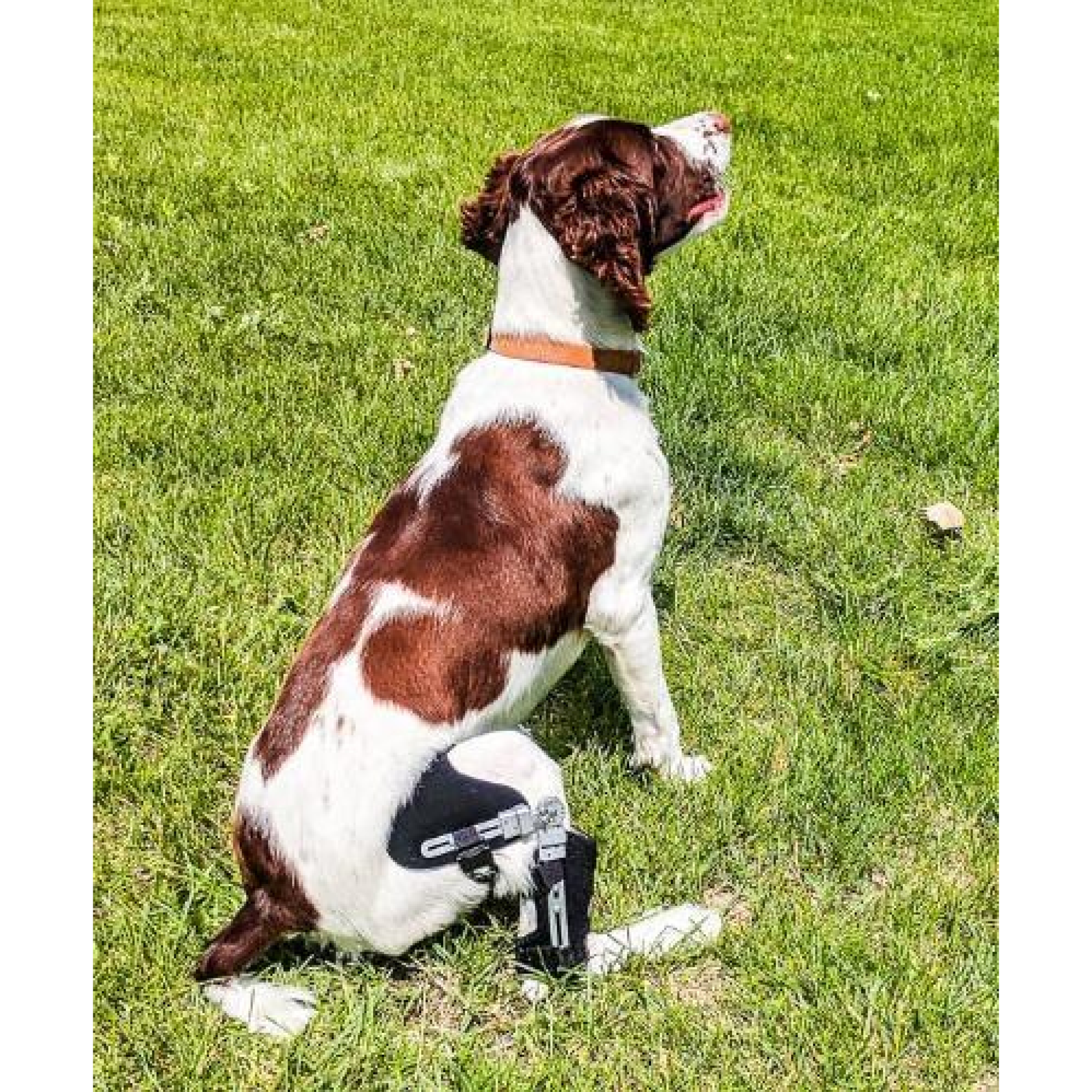 Dog leg top brace acl