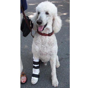 Poodle with carpal ligament injury, dog wrist arthritis support, dog carpal arthritis treatment, custom dog wrist brace