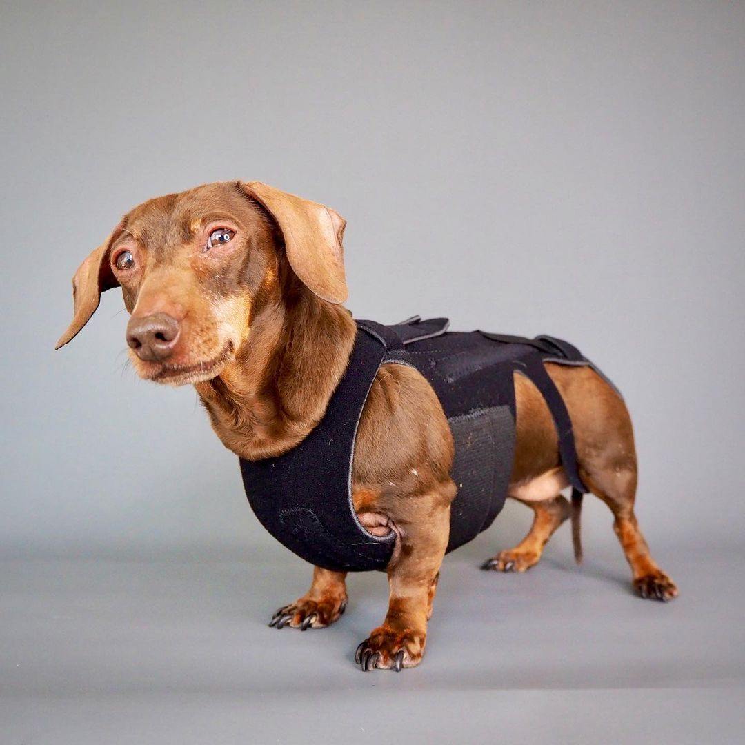 L’il Back Bracer Dog Back Brace - Animal Ortho Care