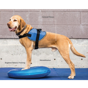 Senior dog physical therapy, FitPAWS Balance Disc, Dog Beginner Balance Training