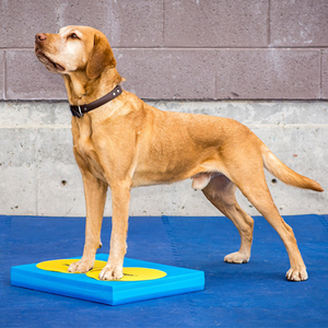 Senior dog physical therapy, FitPAWS Balance Pad, simple dog stretches, at home dog physical therapy