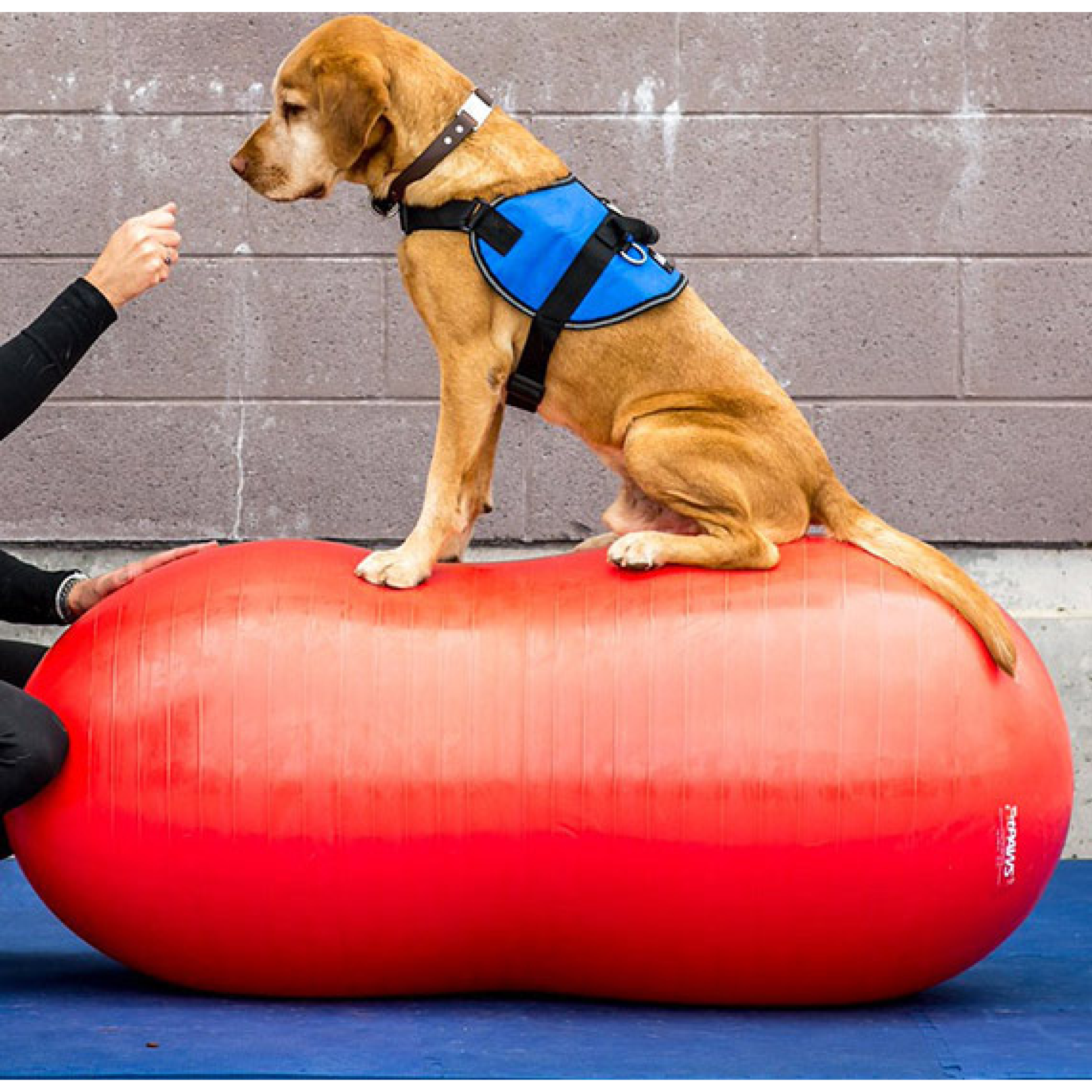 Fitpaws Inflatable Ramp Original Peanut - FitPaws - Animal Ortho Care