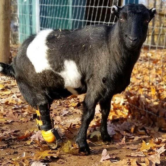 Farm Animal Custom Partial Leg Prosthetic - Animal Ortho Care
