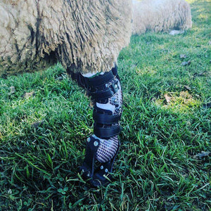 Farm Animal Custom Leg Prosthetic - Animal Ortho Care