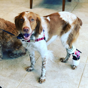 Spaniel with pink camo custom dog hock brace, happy dog with dog ankle brace, dog ankle injury treatment options, custom dog hock brace