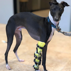 Italian Greyhound with ulnar fracture, dog front leg injury, dog front leg brace, Custom dog elbow carpal brace - Animal Ortho Care