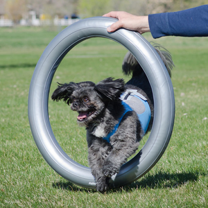 Terrier jumping through FitPAWS Circular Product Holder, Show Dog Training, dog agility training, dog trick training tools