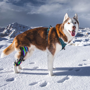 Husky with tie-dye custom dog knee brace, husky in the winter with a knee brace, dog sledding knee injury