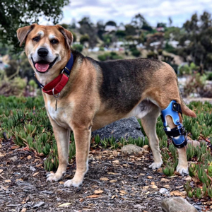 Lab mix with ACL tear, blue custom dog knee brace, happy dog with a knee brace