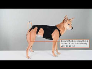 L'il Back Bracer Dog Back Brace